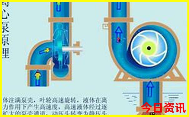金字代表什么生肖